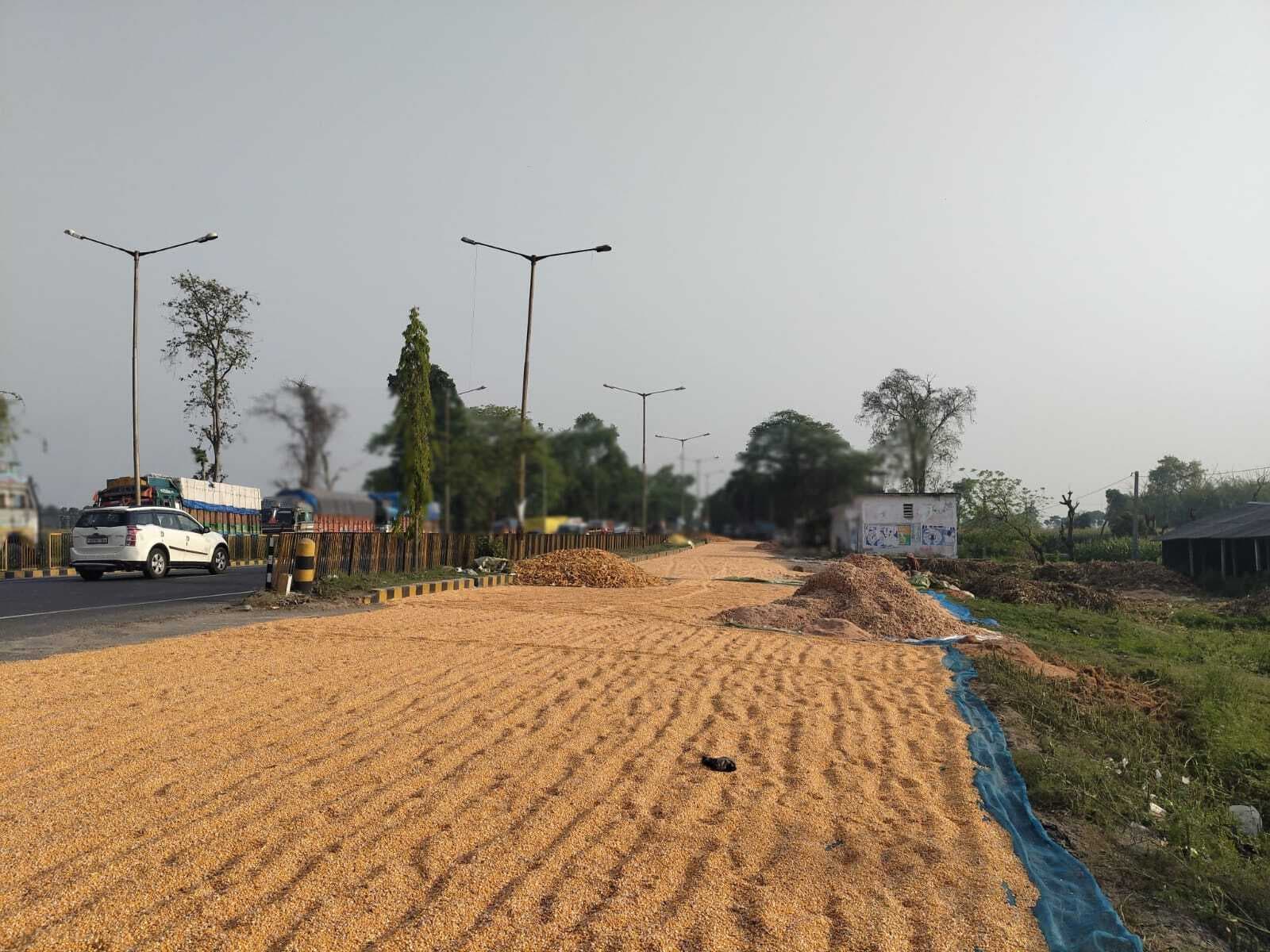 एनएच 31 के सर्विस रोड पर सुखाया जा रहा मक्का, प्रशासन बेखबर