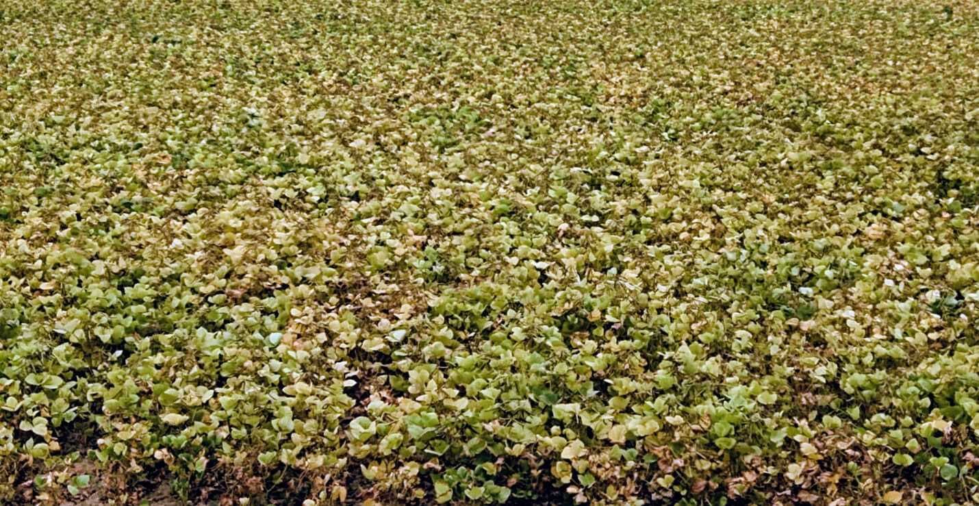 झुलस रही मूंग की फसल, किसानों की बढ़ी चिंता