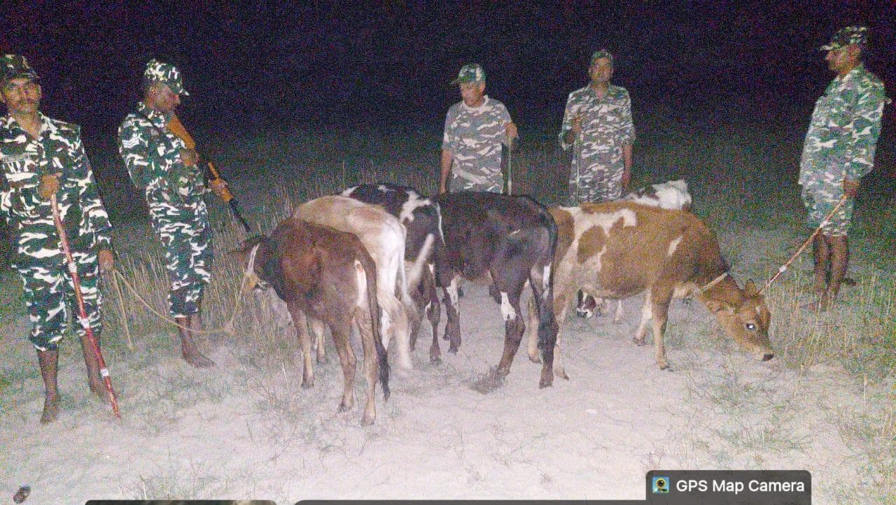 भारत-नेपाल सीमा पर तस्करी के छह मवेशी जब्त