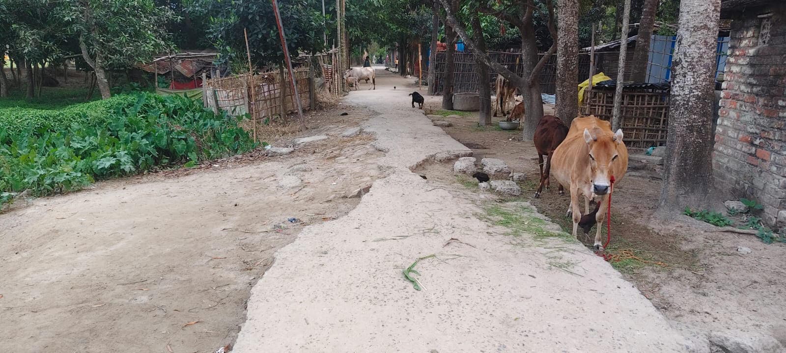 मियाबस्ती गांव में सड़क जर्जर, ग्रामीणों को हो रही परेशानी