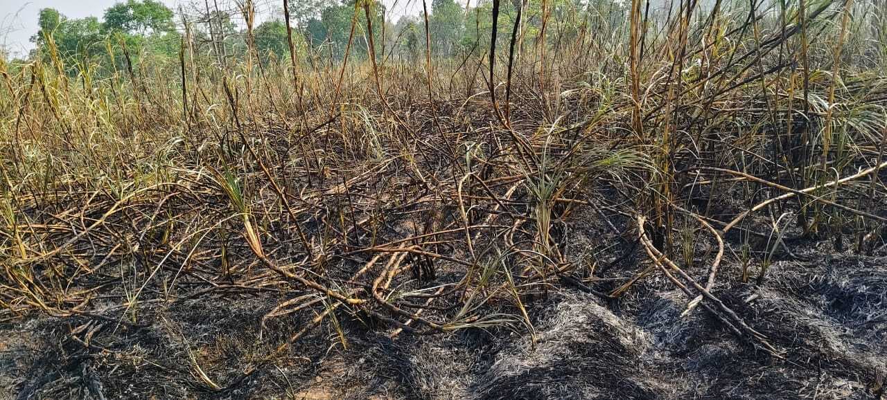 Giridih News :पांच एकड़ में गन्ने की तैयार फसल में लगी आग, 10 लाख का नुकसान