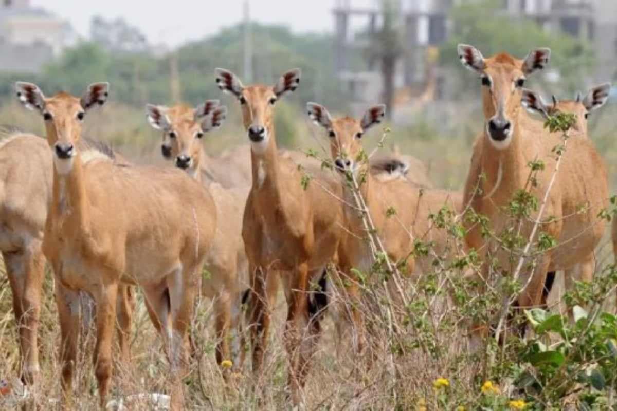 बेतिया: नीलगायों के आतंक से किसान बेहाल, फसलों को पहुंचा रहीं भारी नुकसान