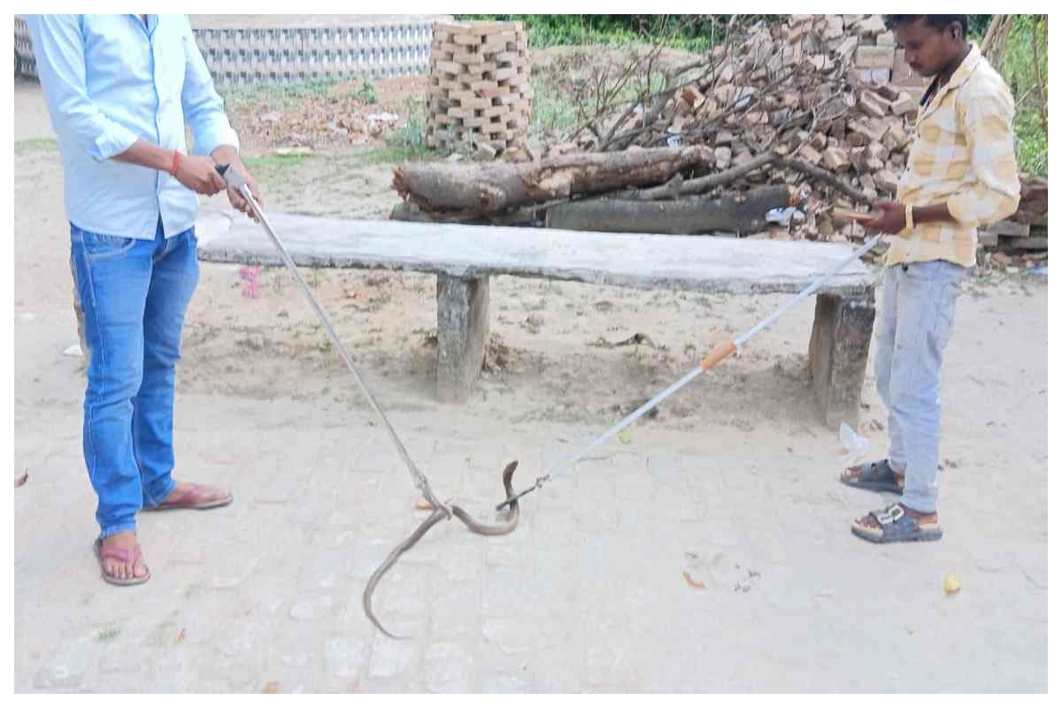 Bettiah News: рдмрдЧрд╣рд╛ рдореЗрдВ рд╡реАрдЯреАрдЖрд░ рдХреЗ рдЬрдВрдЧрд▓реЛрдВ рд╕реЗ рдирд┐рдХрд▓ рд░рд╣реЗ рдЬрд╣рд░реАрд▓реЗ рд╕рд╛рдВрдк, рдордВрдЧрд▓рдкреБрд░ рдордВрджрд┐рд░ рдХреЗ рдХреБрдПрдВ рдореЗрдВ рдорд┐рд▓рд╛ рдХреЛрдмрд░рд╛