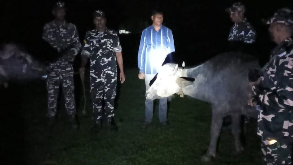किशनगंज में एसएसबी ने दो भैंस जब्त की, किसान ने पुलिस से लगाई मवेशी छोड़ने की गुहार