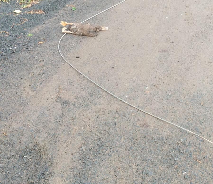आंधी-बारिश में गिरे 440 वोल्ट के तार से युवक झुलसा