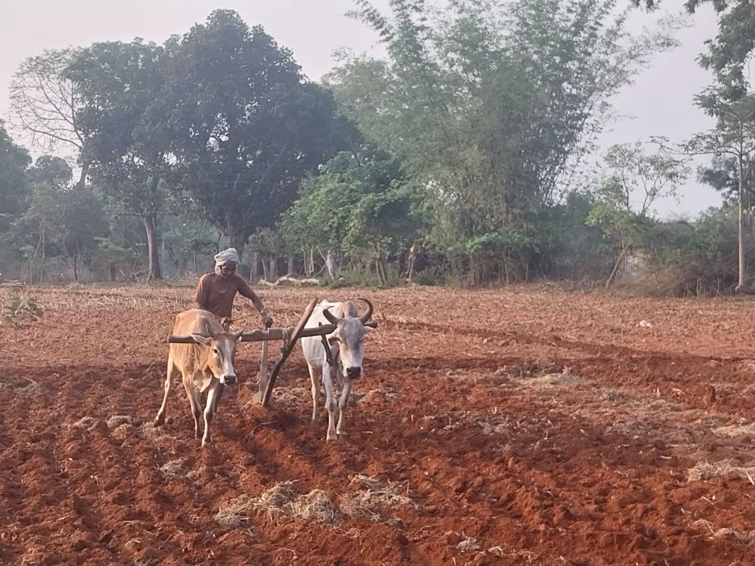 Giridih News :नौ दिन बाद शुरू होगा रोहिणी नक्षत्र, किसानों ने शुरू की खेत की जुताई