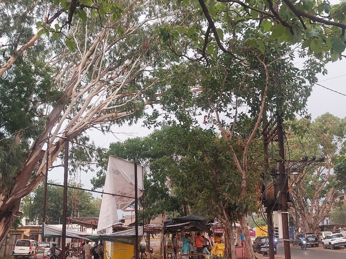 Jamui, ट्रांसफार्मर पर मंडरा रहा खतरा, कभी भी गिर सकता है पेड़