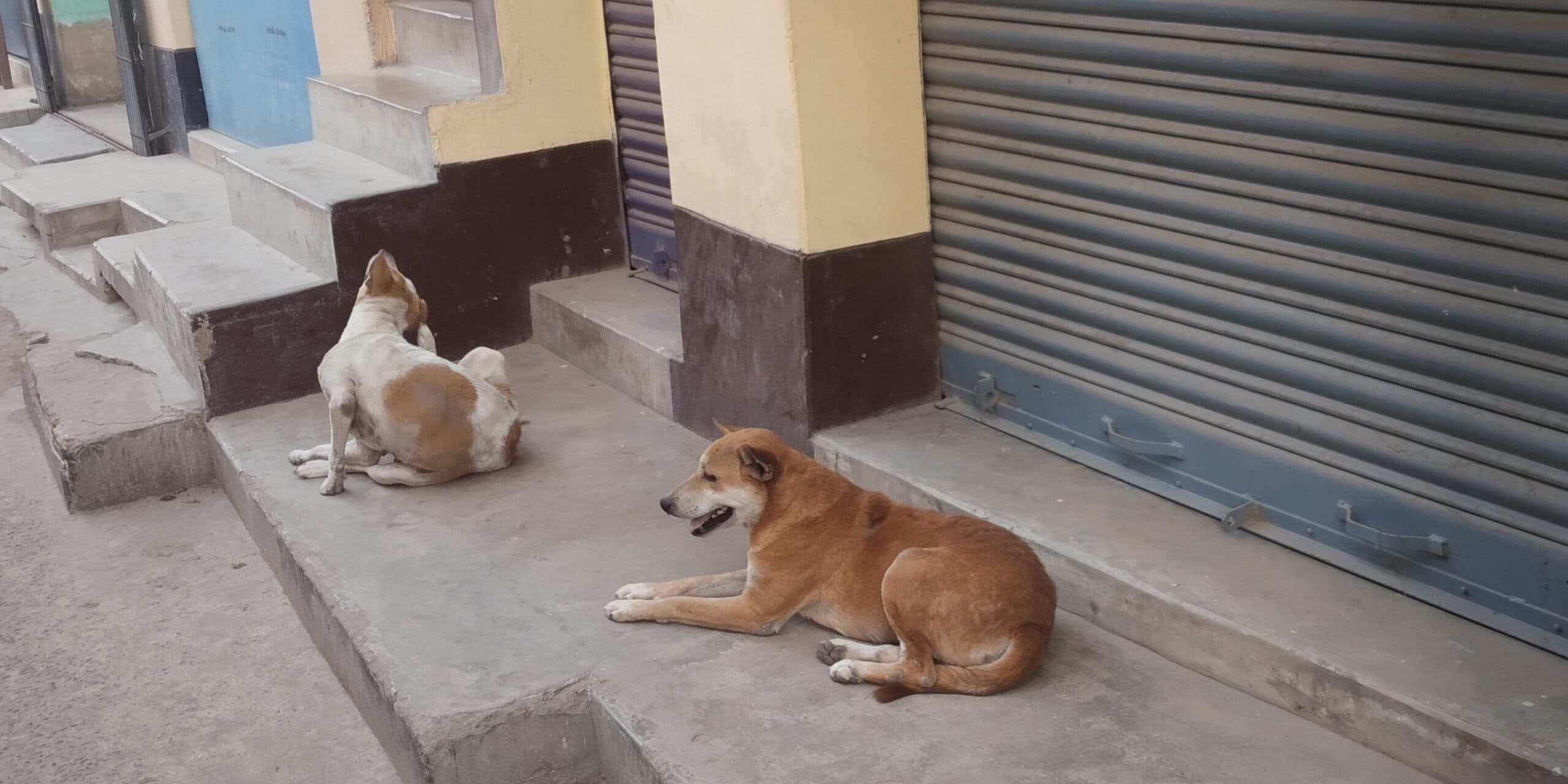 प्रत्येक दिन औसतन 10 लोग हो रहे डॉग बाइट के शिकार