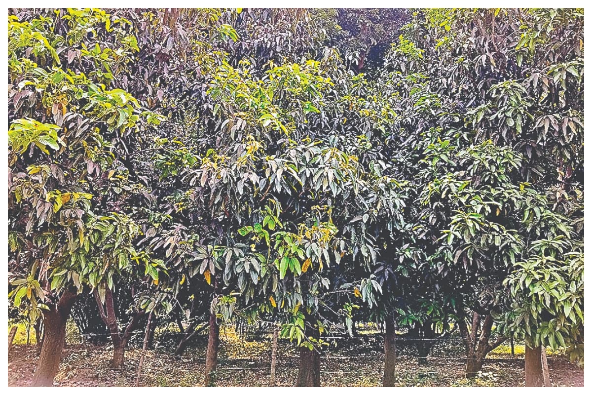 Samastipur: विद्यापतिनगर में सूनी पड़ी आम की डालियां, बागवानों के टूटे सपने