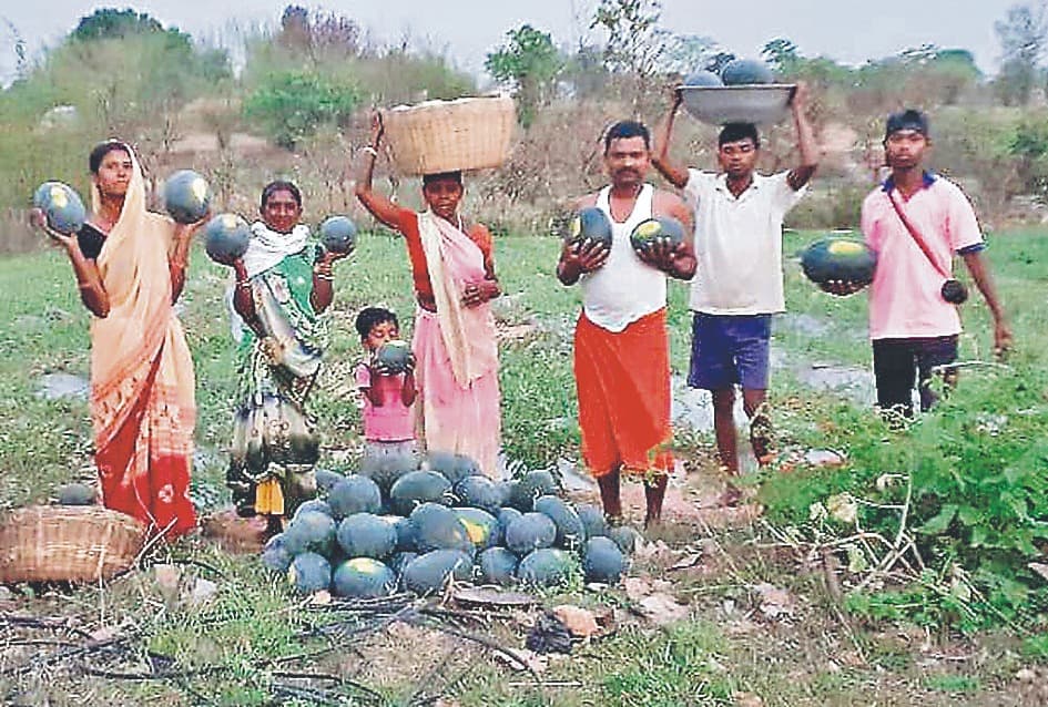 हौसले को सलाम : रामगढ़ के गिद्दी में एक एकड़ बंजर भूमि पर खेती कर उगाये 110 क्विंटल तरबूज