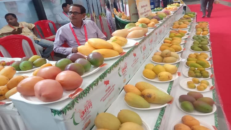 लखनऊ में देखने को मिलेगी 725 से ज्यादा आमों की वैरायटी, यहां पर 800 रुपए प्रति किलो बिक रहा आम, देखें तस्वीरें
