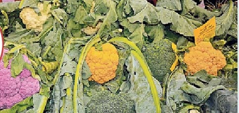 किसान मेला: गुलाबी-पीला फूलगोभी रहा आकर्षण का केंद्र, कृषि मंत्री आज करेंगे पुरस्कार का वितरण