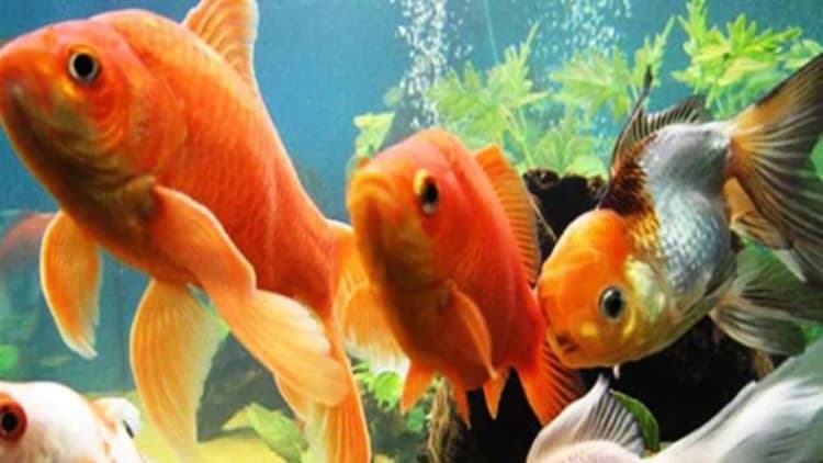 Gorakhpur News: एक्वा पार्क के लिए ताल कंदला में 27 एकड़ जमीन हुई चिन्हित, मछली पालकों का होगा लाभ