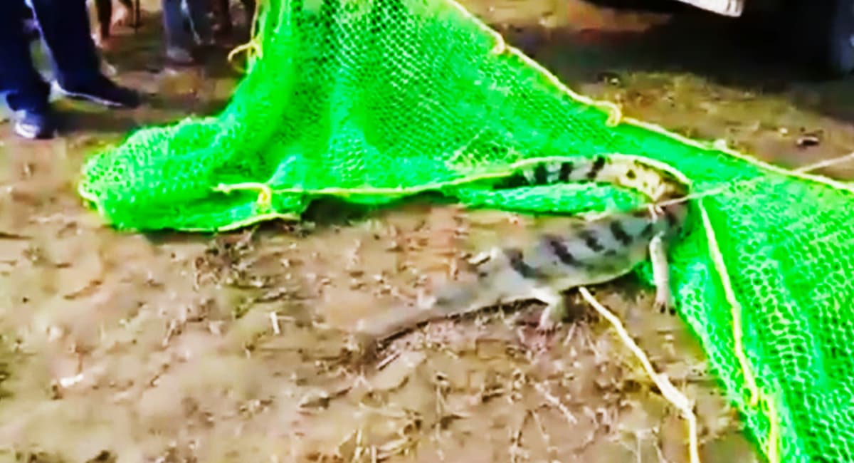 Supaul: कोसी नदी किनारे मिला घड़ियाल, वन विभाग की टीम ने किया रेस्क्यू