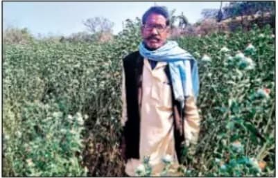 केसर की खुशबू से महक रहा बिहार का यह नक्सलग्रस्त इलाका, 15 कट्ठे में की है खेती