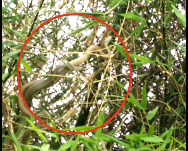 दो सांपों की लड़ाई देखने के चक्कर में बड़कागांव में उड़ी सोशल डिस्टेंसिंग की धज्जियां