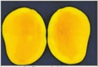 बिहार ने ईजाद हुआ एक और आम, नाम है ‘ सबौर मैंगो-2’, पतली स्किन और बहुत छोटी गुठली वाले हायब्रिड आम का स्वाद है लाजबाव