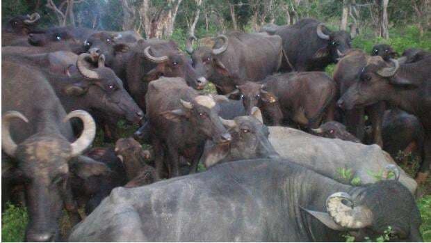 नेपाल: दुनिया की सबसे बड़ी बलि प्रथा में दे दी गई 5,000 बेजुबान पशुओं की बलि