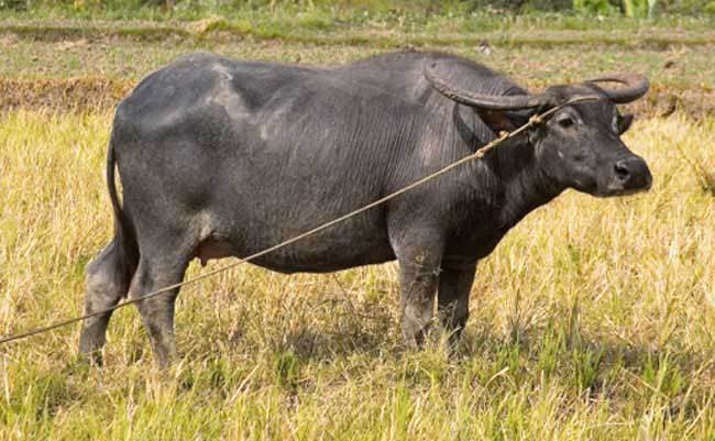 मरने पर इस भैंस को दी गयी श्रद्धांजलि