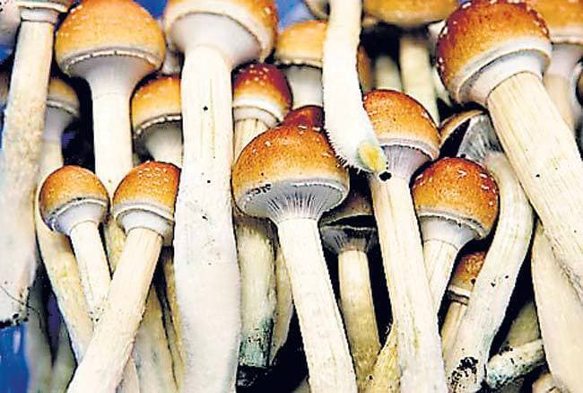 कैंसर से बचा सकता है मशरूम