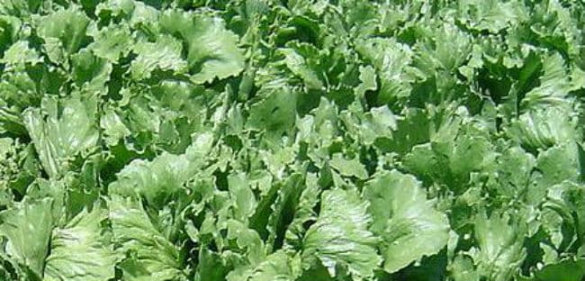 ब्रिटेन अब मंगल ग्रह पर सलाद उगाने की तैयारी में