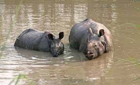 World Rhino Day: गैंडा के संरक्षण व प्रजनन में विश्व में दूसरे व एशिया में पहले स्थान पर है अपना शहर