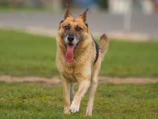 सिनसिनाटी में छह वर्षीय लडकी को कुत्तों ने काट खाया