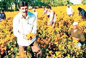 तरक्की का चमत्कार हिबड़े बाजार