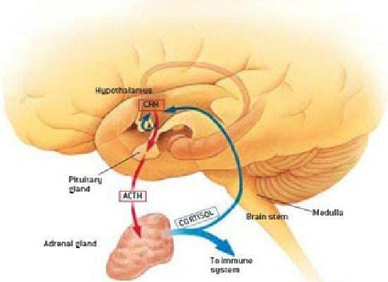 बंगाल में इंसेफलाइटिस से 49 लोगों की मौत
