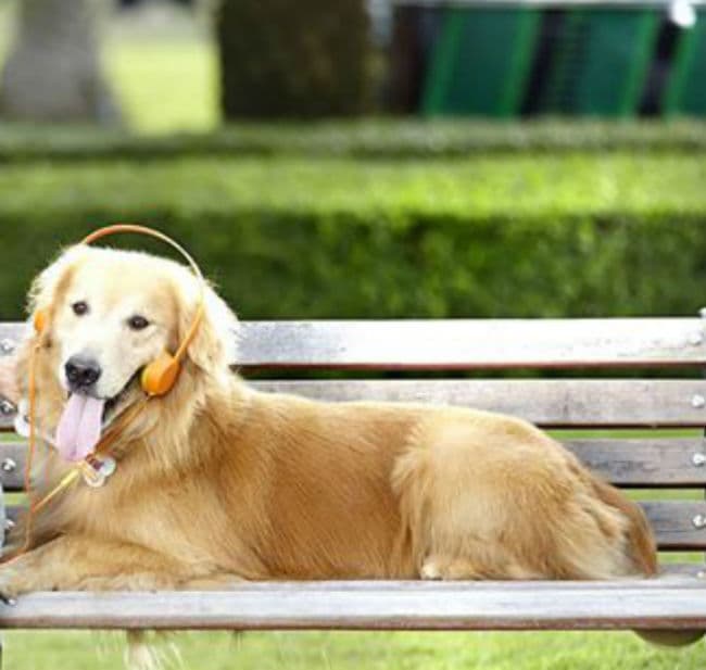 कुत्तों के लिए घर में बने खाने की होगी होम डिलीवरी