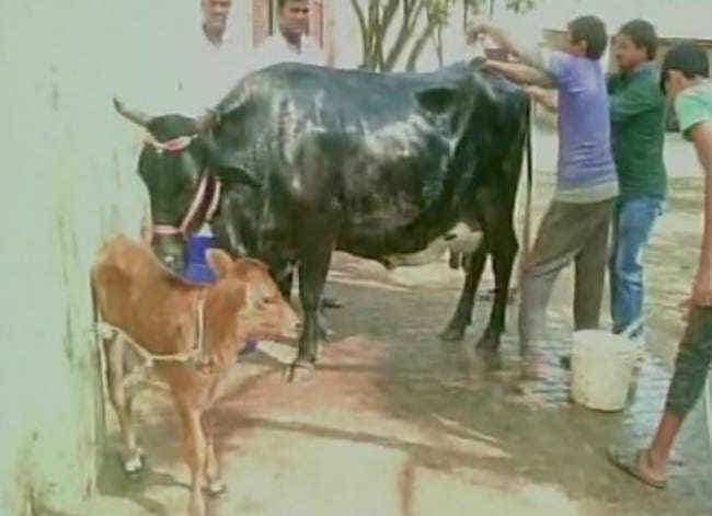 पुरी के शंकराचार्य ने आजम खान को तोहफे में भेजा गाय-बछड़ा