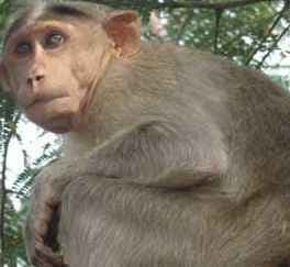 एक बंदर बूथ के अंदर , कई लोगों को काटा