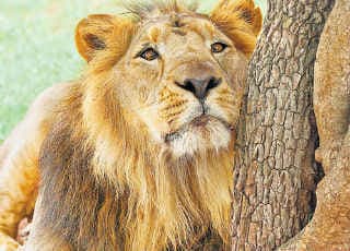 अमेरिका भारतीय शेर को लुप्तप्राय प्रजातियों की सूची में रखेगा