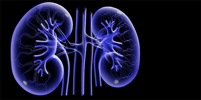किडनी की अनदेखी पड़ेगी भारी