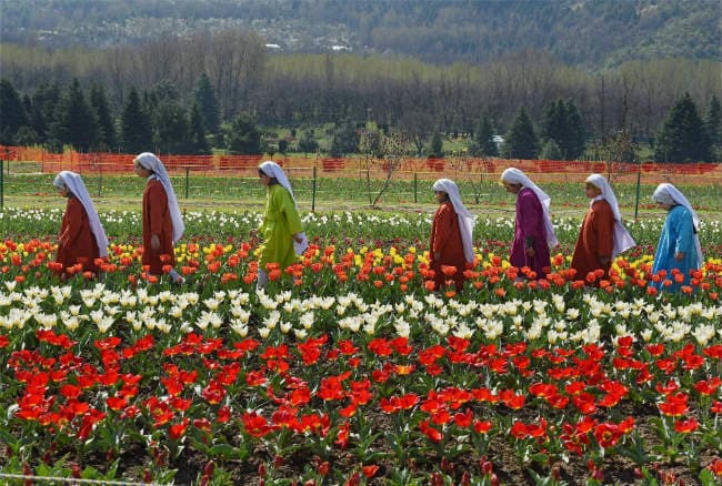 श्रीनगर में एशिया का सबसे बडा ट्यूलिप उद्यान पर्यटकों के लिए खुला