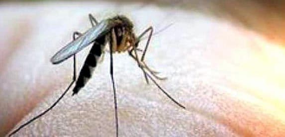 एक भी मच्छर है खतरनाक