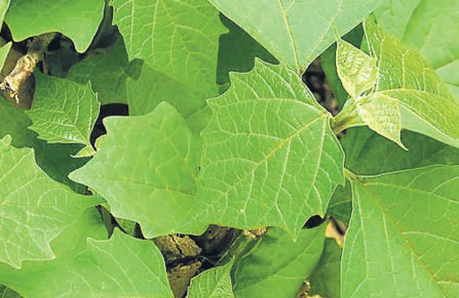 पुराने घाव ठीक करता है गंभारी