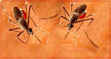 अब एक घंटे में चल जायेगा चिकनगुनिया का पता
