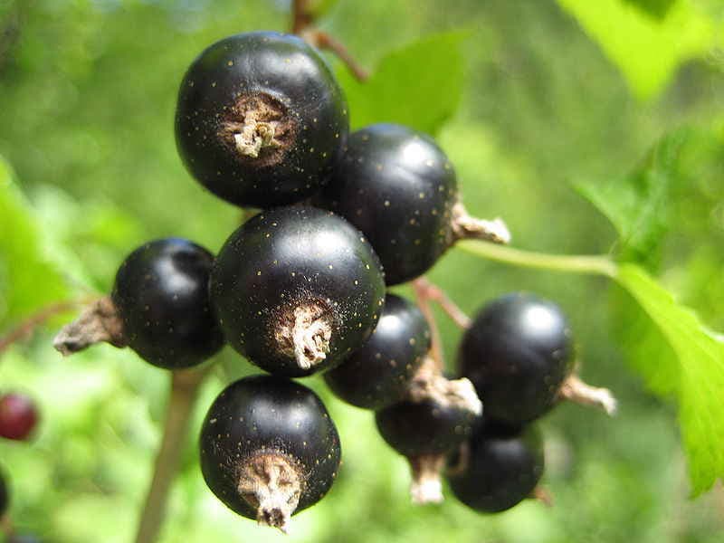 उम्र बढ़ाने वाला फल है काली किशमिश