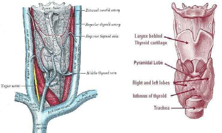 थायराइड कैंसर- जानकारी ही इलाज है