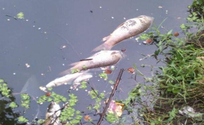 हावड़ा : बॉटेनिकल गार्डेन की तालाब में फिर मरी मछलियां