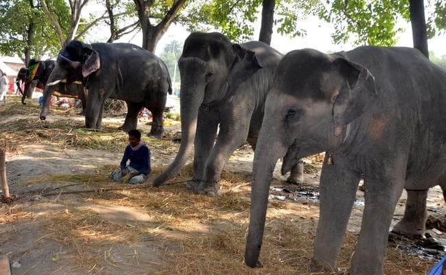 एक नजर में सोनपुर मेले की 10 खास बातें, जानें