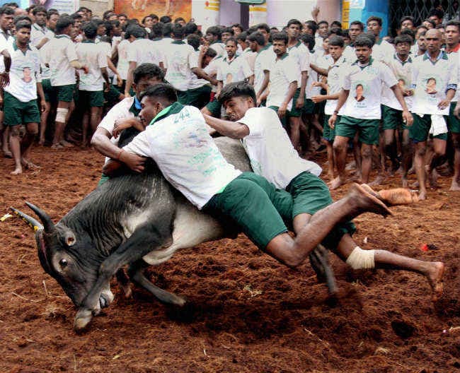 जल्लीकट्टू पर रोक के खिलाफ विरोध प्रदर्शन, केंद्र ने कार्रवाई का आश्वासन दिया