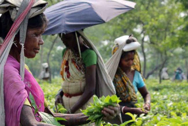 नागेश्वरी चाय बागान बंद