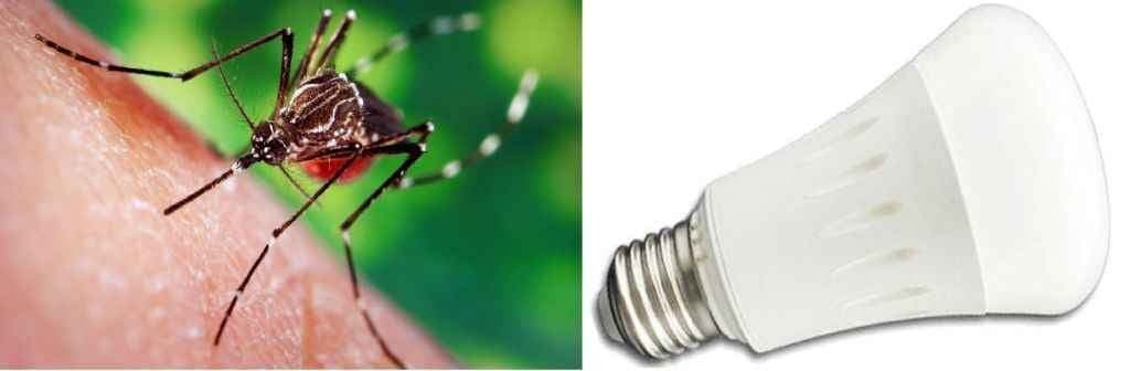 अब डेंगू से बचाएगा ‘एलईडी बल्ब’