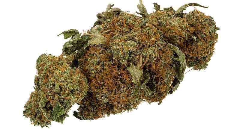 इस नशे में है ‘माइग्रेन की दवा’