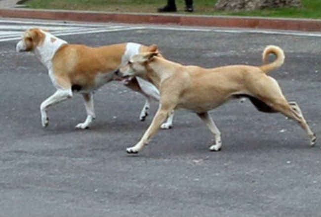 जेल में ''अल चापो'' का खाना पहले खिलाया जाता है कुत्ते को