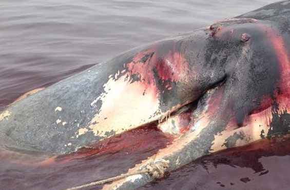 ओडिशा के गंजाम तट पर 33 फुट लंबी स्पर्म व्हेल मृत मिली