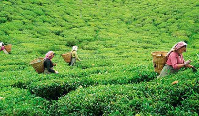 चाय बागानों का अधिग्रहण नहीं करेगा केंद्र