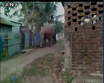 पश्चिम बंगाल : सिलिगुड़ी में हाथी का आतंक, देखें वीडियो
